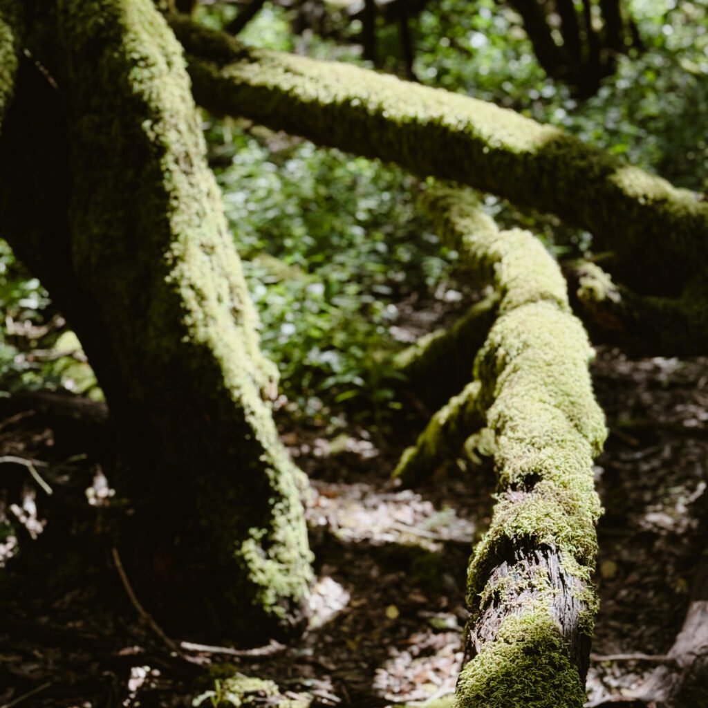 parque de la gomera garajonay
